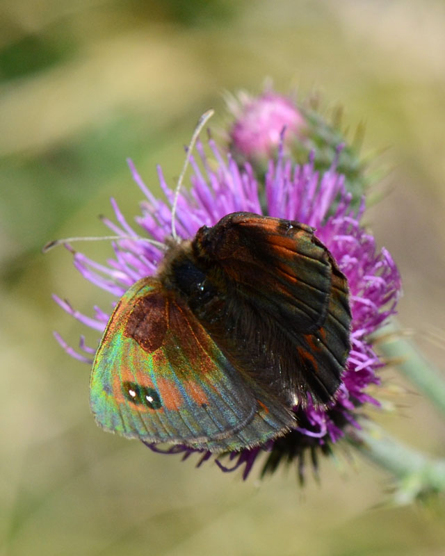 Erebia carmenta: riflessi